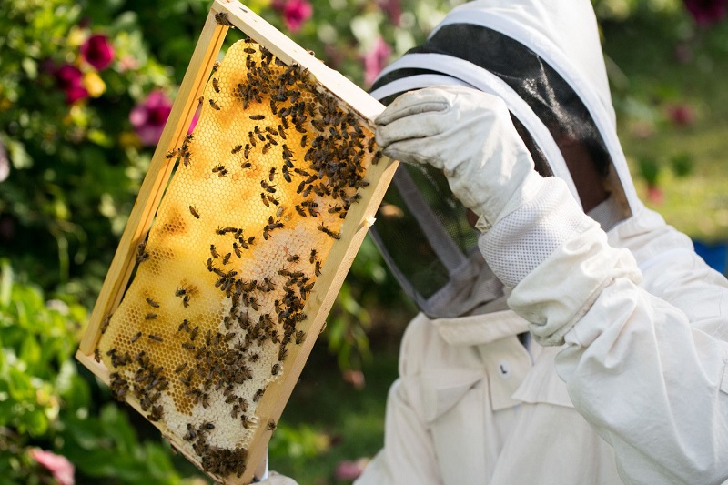 Beginning Beekeeping Kits for Sale