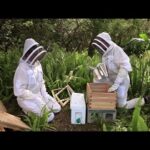 Beginning Beekeeping Kits for Sale