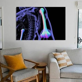 Framed Wall Art Bone Artwork